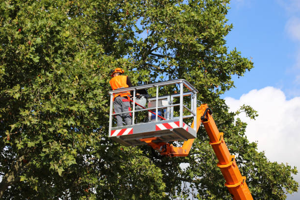 Dead Tree Removal in Union Mill, VA